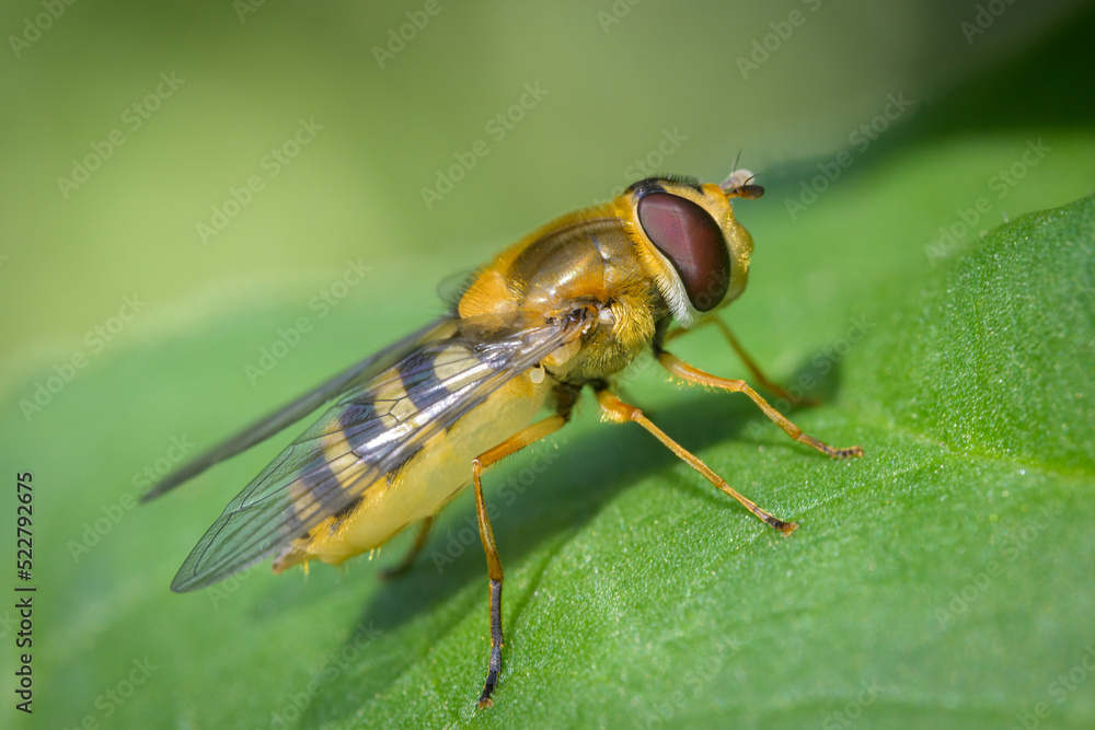 A beautiful hover fly resting on a green leaf A beautiful hover fly resting on a green leaf