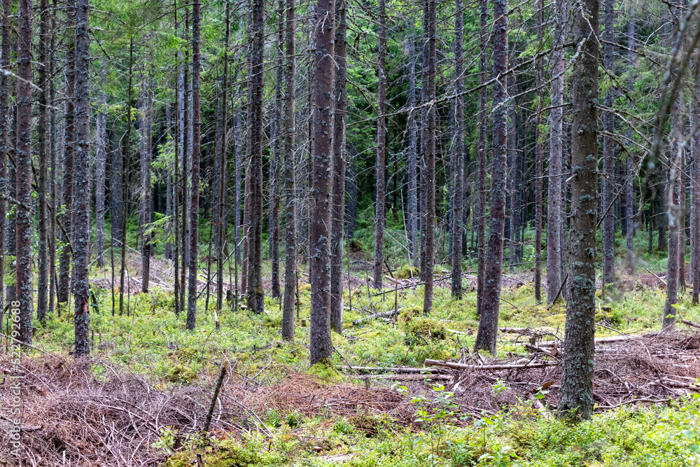 Fototapeta premium a lot of dead fir trees with clean forest, branches on moss, grass. in the background green deciduous trees, moss and lichen on tree trunks
