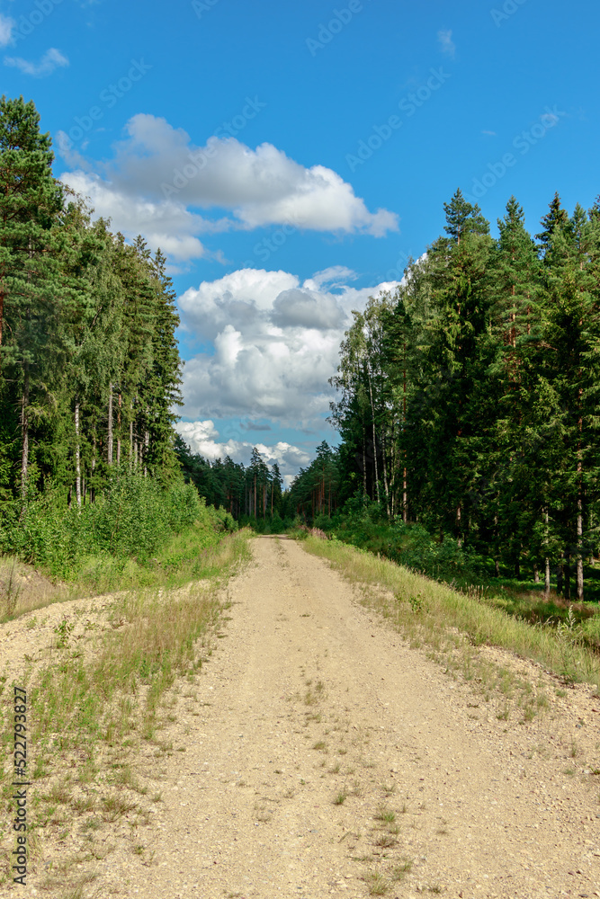 forest gravel road with a view of spruce forest trees, ditch, long grass and blue sky with big white clouds