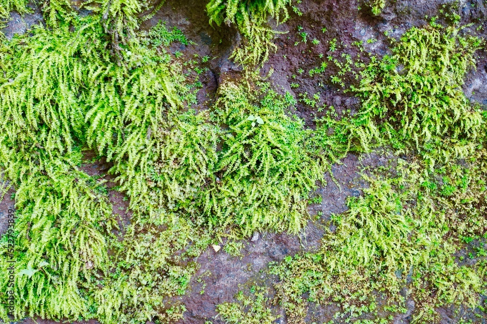 Obraz premium 岩に生える苔