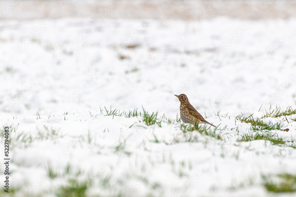 Drozd śpiewak (Turdus philomelos), ptak stojący na łące pokrytej śniegiem. - obrazy, fototapety, plakaty 