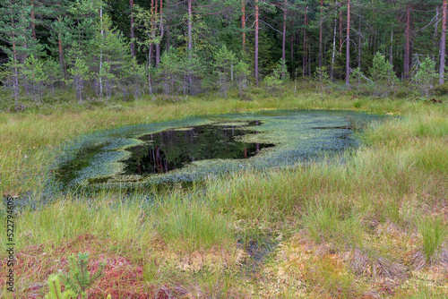 a small marsh pond in a pine forest with black green blue water, water weeds, algae and long marsh grass along the edge. small firs and pines, red moss