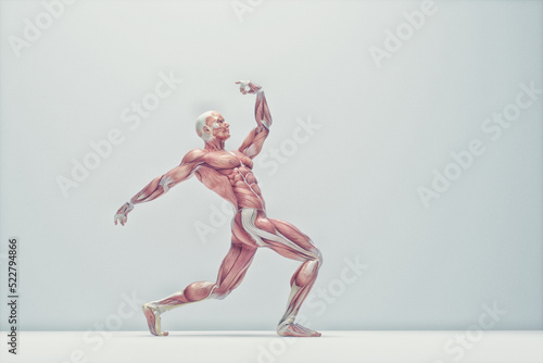 Male muscular system posing on background. Fitness and healthy lifestyle concept.