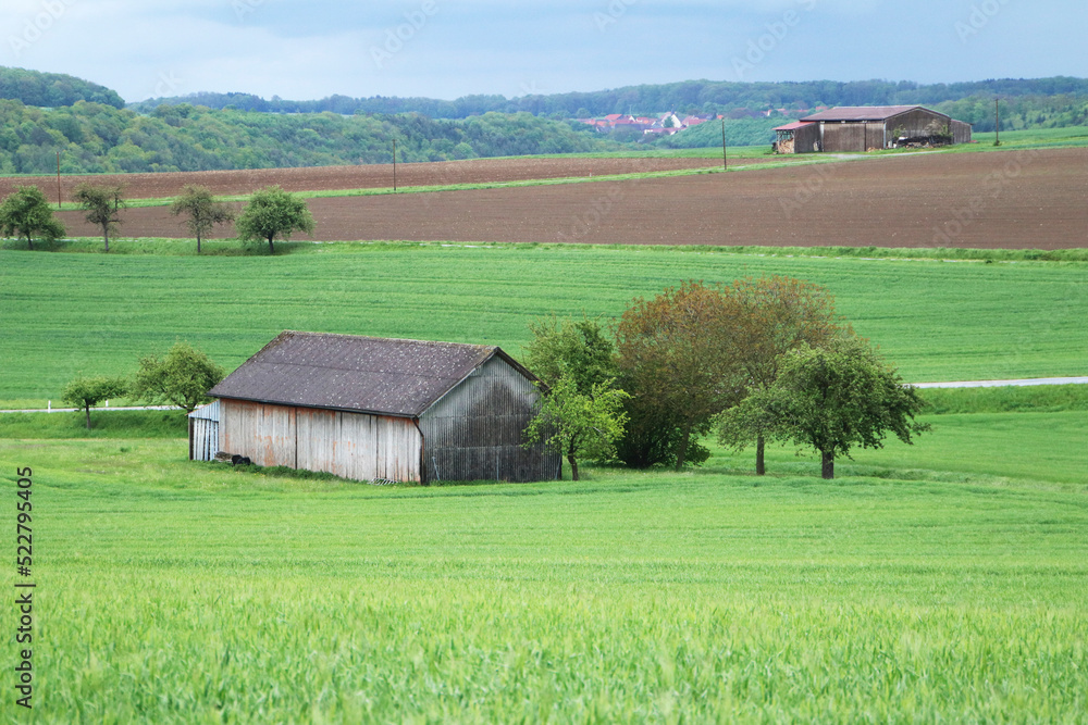A tree and a hut in a agricultural field in Hohenlohe, Germany, Europe A tree and a hut in a agricultural field in Hohenlohe, Germany, Europe