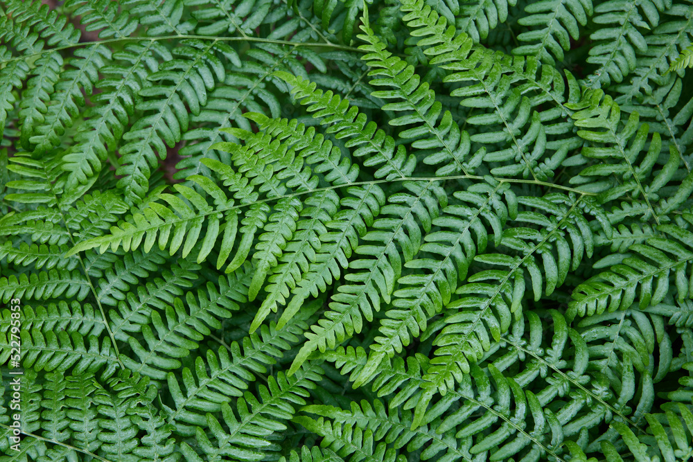 Wild growing green fern, plant texture for background.