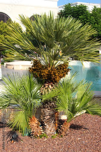 Chamaerops humilis, or european fan palm tree photo