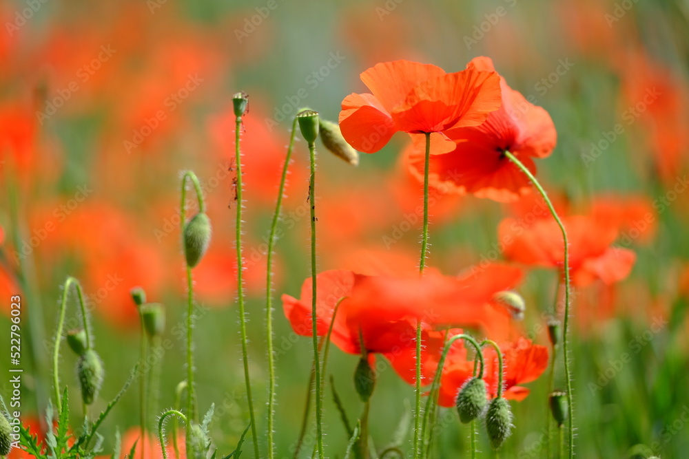 Obraz premium Coquelicots