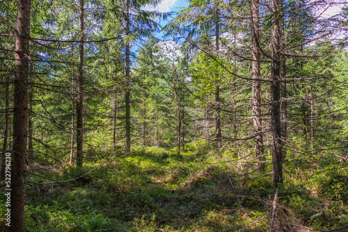young fir trees in the forest, with dead branches, moss and blueberry mites on the ground. Sunny summer day © jemmmi