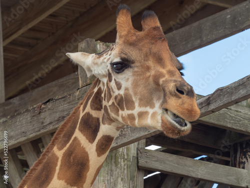 Photography Giraffe's head closeup