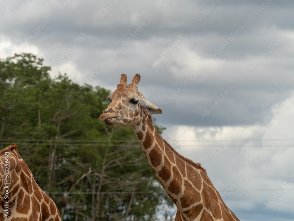 Obraz premium giraffe head and long neck