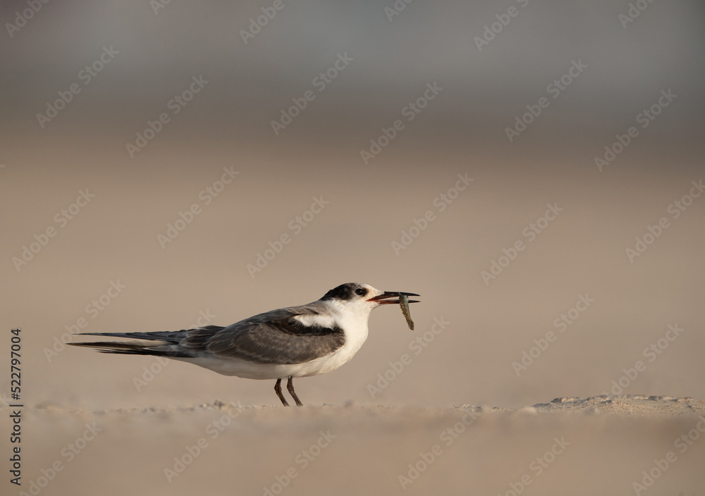 Juvenile White-cheeked Tern with a fish catch at Tubli, Bahrain Juvenile White-cheeked Tern with a fish catch at Tubli, Bahrain