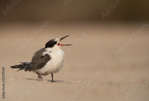 A juvenile White-cheeked tern calling for food, Bahrain