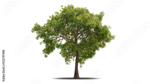 Tree png isolated transparent on white background, Tropical Big Green Tree cut out in high quality, Realistic with shadow environment, Nature element single object image for raw material editing work