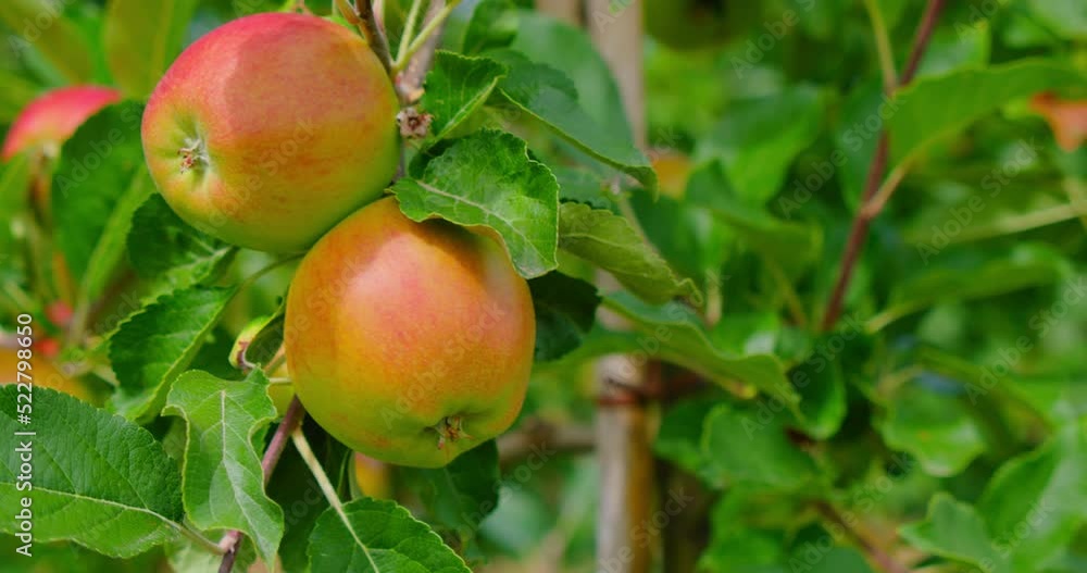 Apple tree with pink juicy apples close up in sunlight. Red fruits grow on a branch. Selective focus at apple. Apple tree with pink juicy apples close up in sunlight. Red fruits grow on a branch. Selective focus at apple.