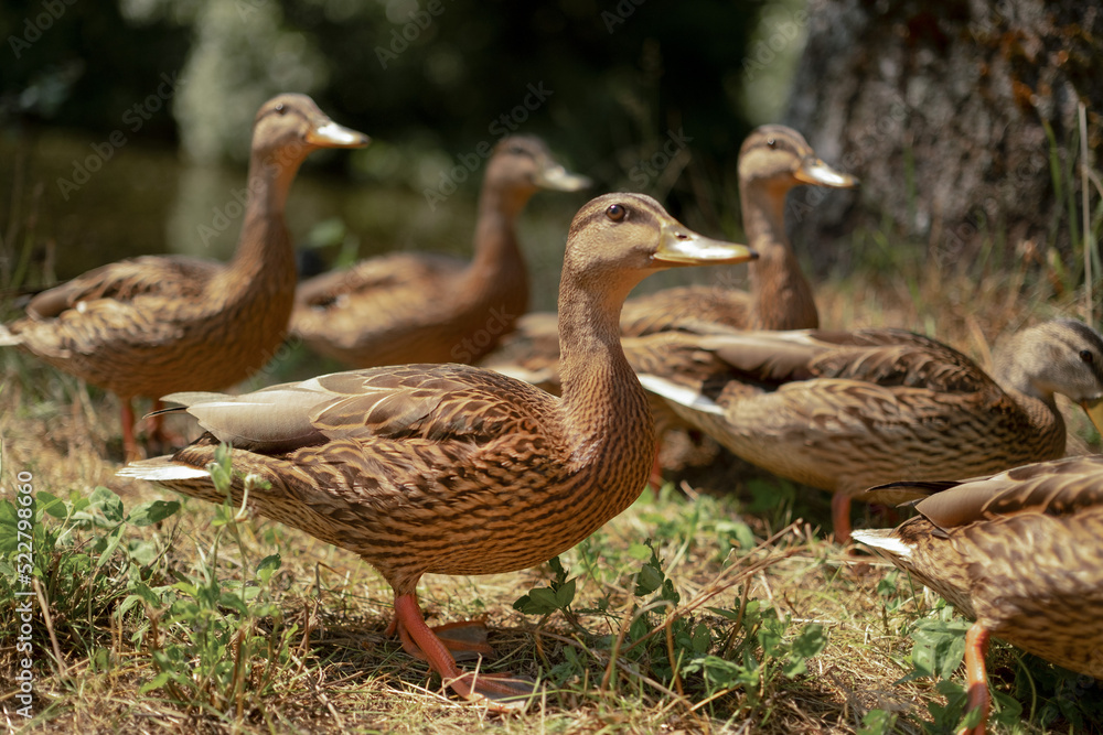Many beautiful wild gray ducks in forest near lake outdoors Many beautiful wild gray ducks in forest near lake outdoors