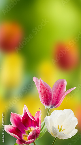 beautiful tulips with water drops on the petals on a blurred green background