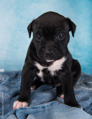 Black and white American Staffordshire Terrier dog or AmStaff puppy on blue background