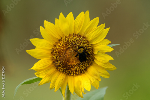 A carpenter bee on a beautiful sunflower. photo