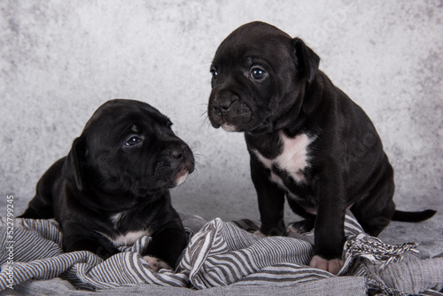 Two Black and white American Staffordshire Terrier dogs or AmStaff puppies on gray background