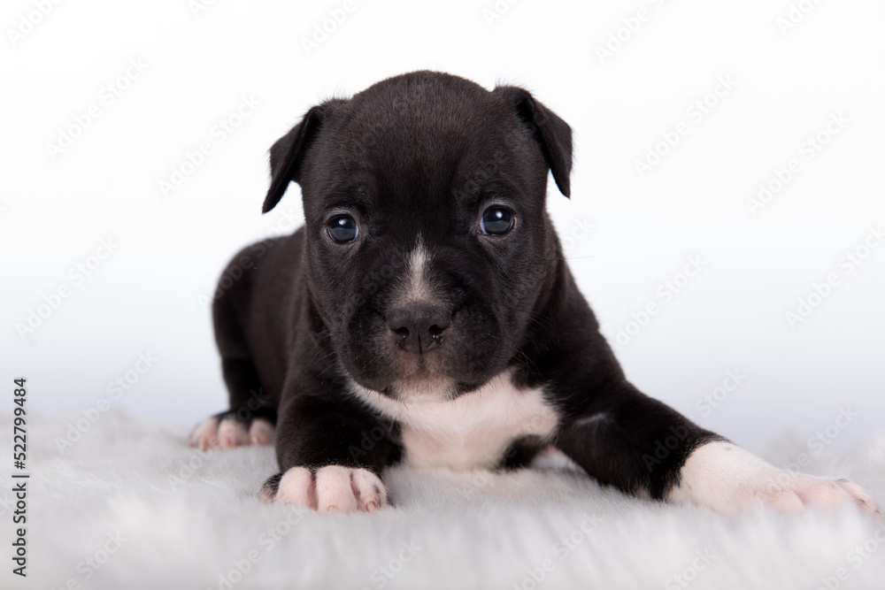 Black and white American Staffordshire Terrier dog or AmStaff puppy on white background