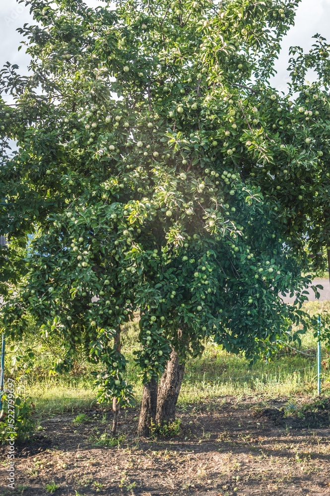 Tall apple tree in evening sunlight Tall apple tree in evening sunlight