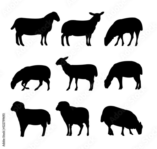 Set of sheep graze in pasture. Picture silhouette. Farm pets. Domestic animals wool. Isolated on white background. Vector
