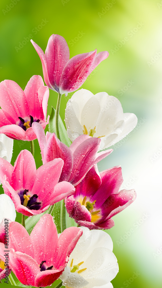 Obraz premium beautiful tulips with water drops on the petals on a blurred green background