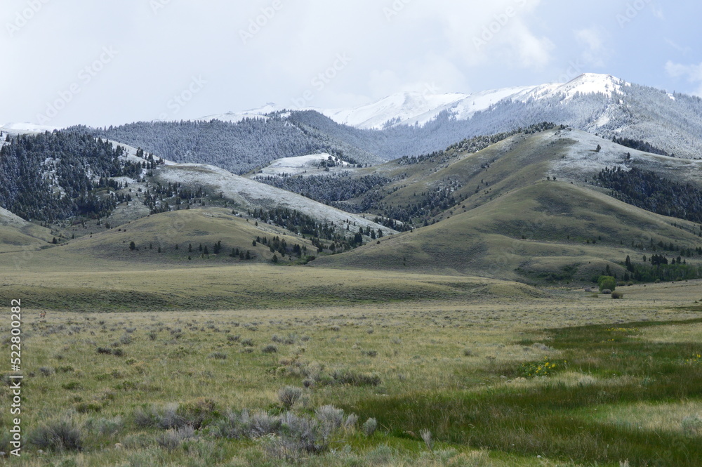 Montana Mountains and Meadows
