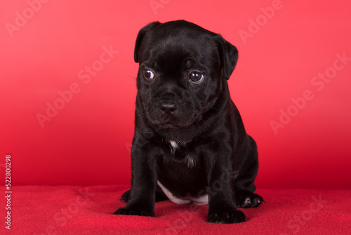 Black female American Staffordshire Bull Terrier dog or AmStaff puppy on red background