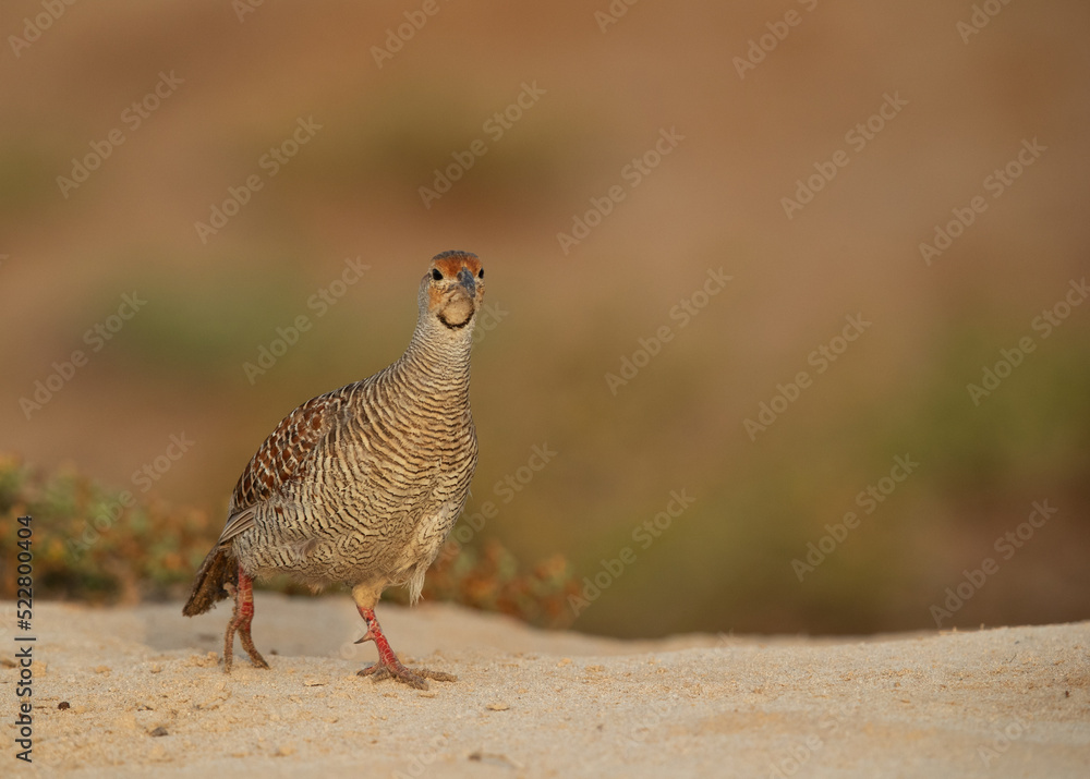 Obraz premium Portrait of a Grey francolin at Hamala, Bahrain