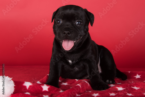 Black female American Staffordshire Bull Terrier dog or AmStaff puppy on red background