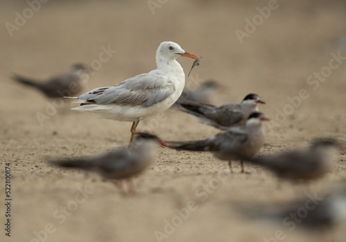 Selective focus on Sender-billed seagull in the mid of white-cheeked tern at Tubli bay, Bahrain