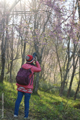 A tourist uses a camera to capture the beauty of the pink flowers of the Himalayan cherry, scientific name prunus cerasoides. Woman wearing a Red-orange down coat, a red knitted hat with a backpack 
