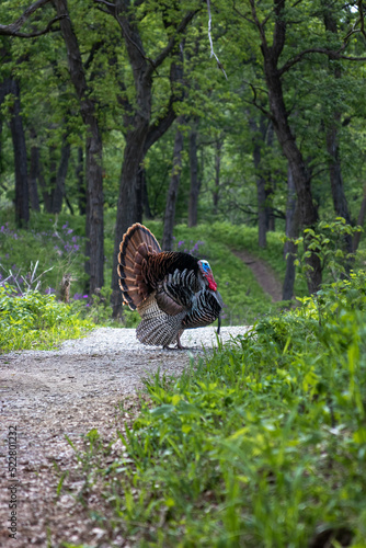 Male turkey in profile on full display standing on a hiking trail.