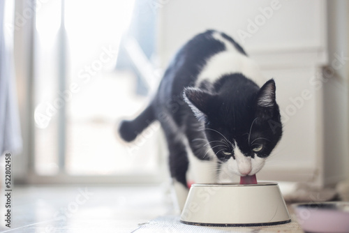 猫　水飲む　フードボウル