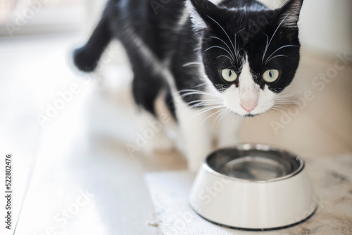 猫　水飲む　フードボウル