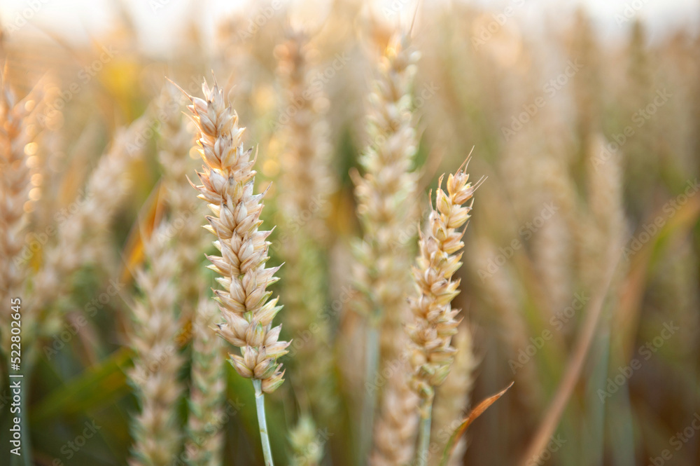 Ripening wheat in the field. Ears. Farming. Agriculture. The concept of healthy organic food.