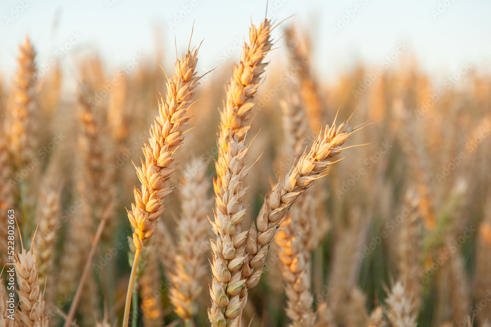 Ripening wheat in the field. Ears. Farming. Agriculture. The concept of healthy organic food.