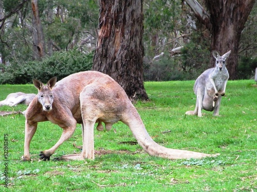 Cleland Wildlife Park