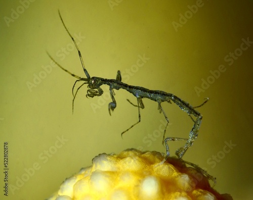 Skeleton shrimp - Phtisica marina from Oslo fjord, Norway photo