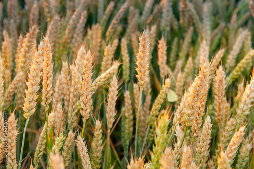 Ripening wheat in the field. Ears. Farming. Agriculture. The concept of healthy organic food.