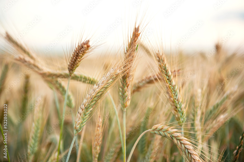 Ripening rye in the field. Ears. Harvest. Agriculture. The concept of organic healthy food. Ripening rye in the field. Ears. Harvest. Agriculture. The concept of organic healthy food.
