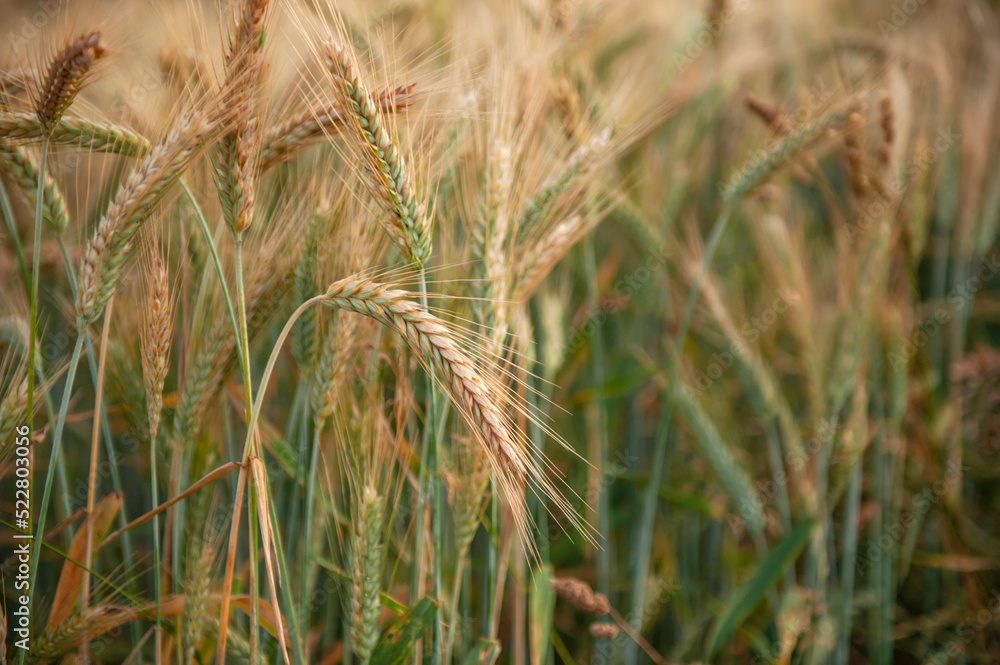 Ripening rye in the field. Ears. Harvest. Agriculture. The concept of organic healthy food. Ripening rye in the field. Ears. Harvest. Agriculture. The concept of organic healthy food.