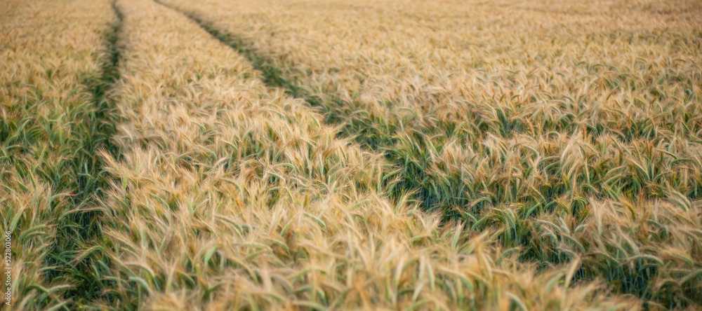 Ripening rye in the field. Ears. Harvest. Agriculture. The concept of organic healthy food. Ripening rye in the field. Ears. Harvest. Agriculture. The concept of organic healthy food.