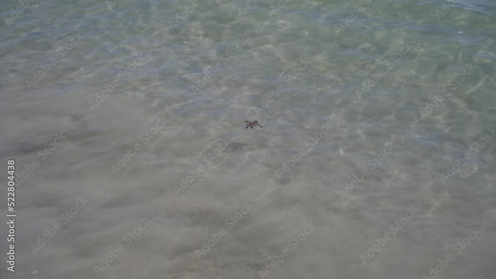 Baby Loggerhead sea turtle crawling on the beach, Belitung Island Baby Loggerhead sea turtle crawling on the beach, Belitung Island