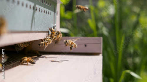 Фотография Vol des abeilles butineuses  chargées de pollen et de nectar devant la ruche