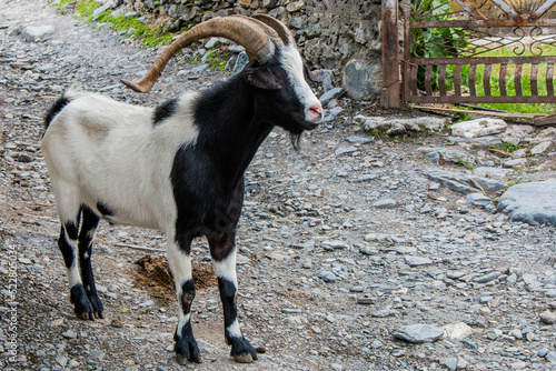 Black and white mountain goat with large curved horns in the village of Tsaldashi, on the trek from the town of Mestia to Ushguli, in Geogia. photo