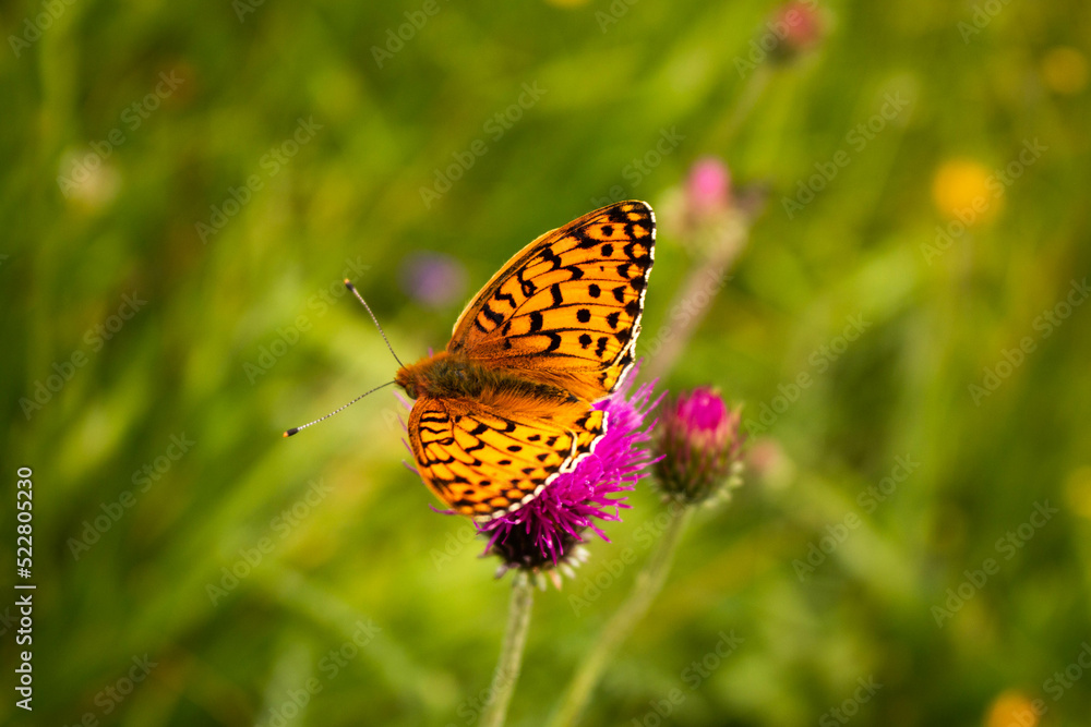 Beautiful Boloria selene butterfly perched on a violet wildflower in the meadows of the Caucasus mountain range. Trekking from Mestia-Ushguli, Georgia. Beautiful Boloria selene butterfly perched on a violet wildflower in the meadows of the Caucasus mountain range. Trekking from Mestia-Ushguli, Georgia.