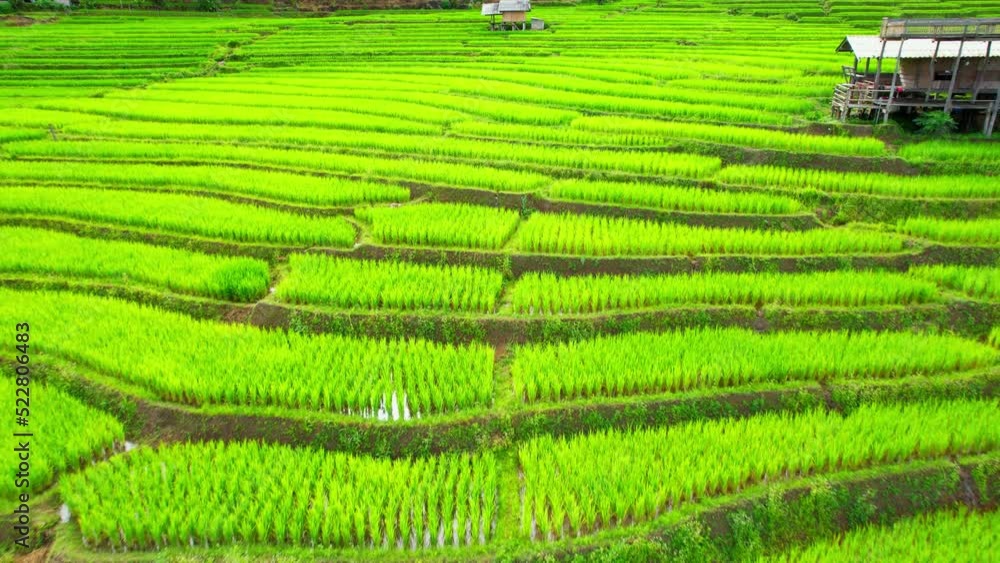 Drone flying over fields in Pa pong piang rice terraces, Chiang Mai, Northern Thailand. One of the most beautiful rice terraces in the world. natural background in motion. agricultural industry.
Drone flying over fields in Pa pong piang rice terraces, Chiang Mai, Northern Thailand. One of the most beautiful rice terraces in the world. natural background in motion. agricultural industry.
