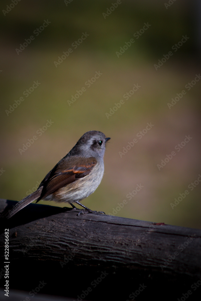 Fototapeta premium Gorrión Chileno